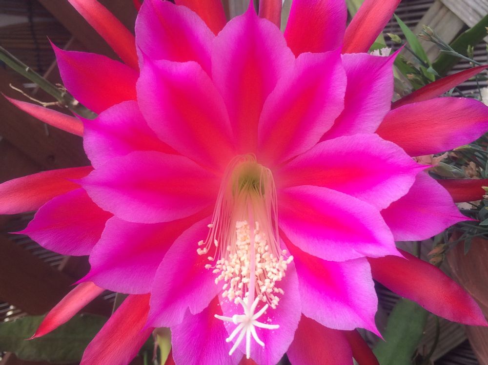 クジャクサボテン　赤い花