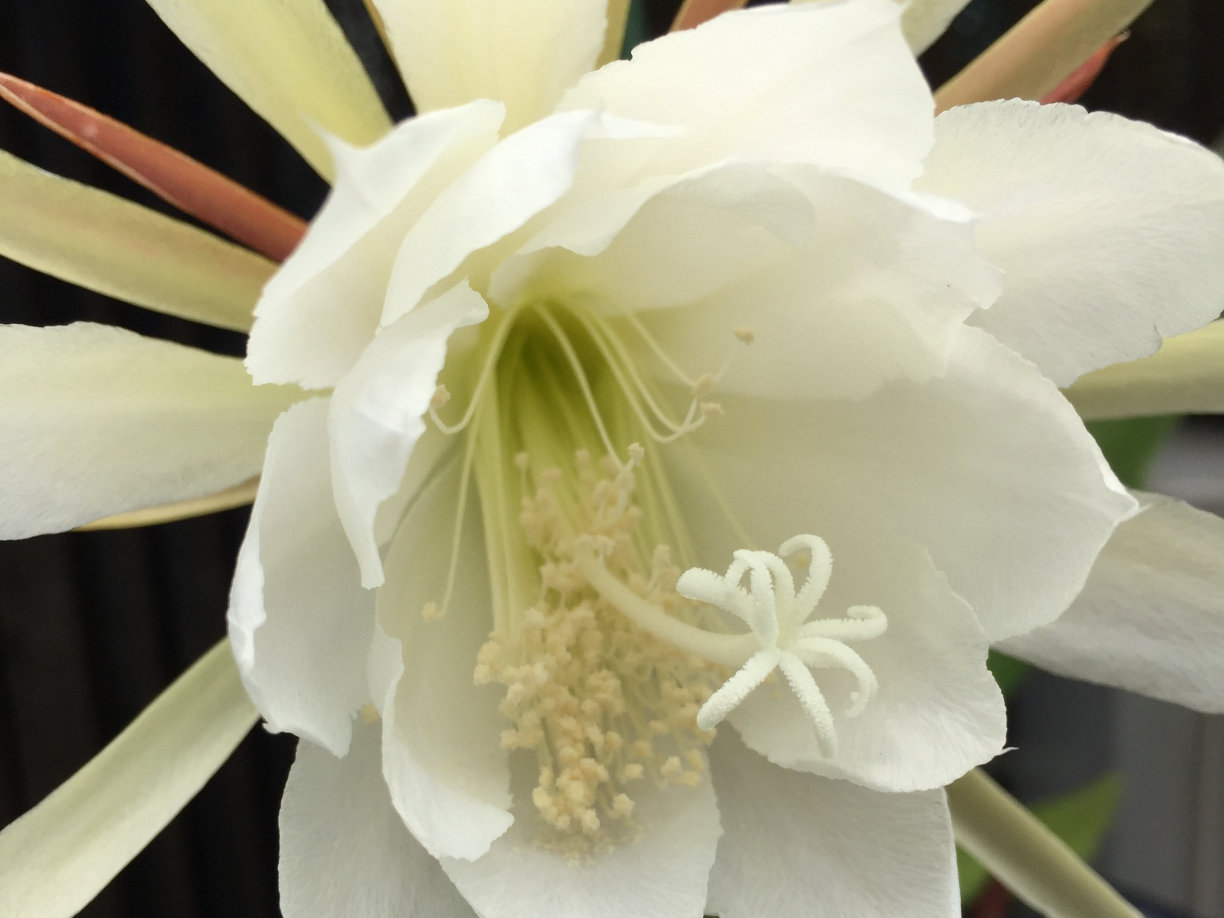 クジャクサボテン　白い花