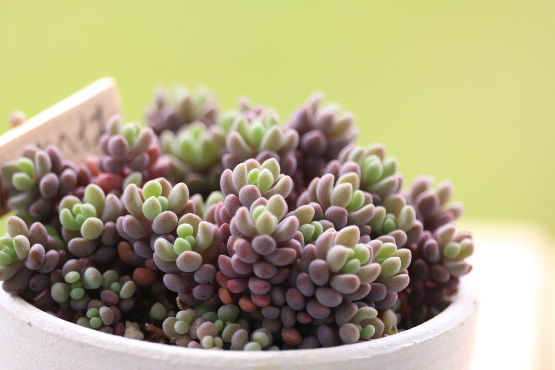 自然の色合いこそ美しい。グラデーションの多肉カラーにグッとくる