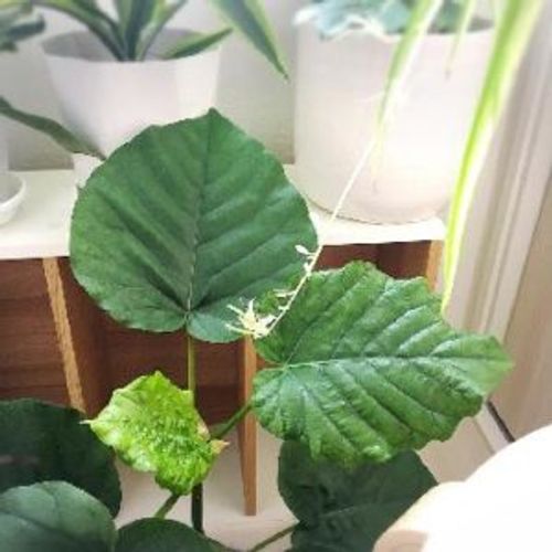 夏の観葉植物の育て方 水やりや置き場所の注意点は Greensnap グリーンスナップ