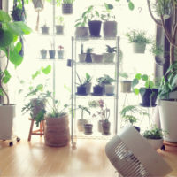 夏の観葉植物の育て方！水やりや置き場所の注意点は？の画像