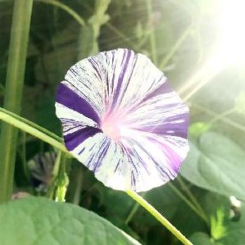 時間によって花色が変わる 絞りやグラデーションが美しい朝顔を愛でよう Greensnap グリーンスナップ