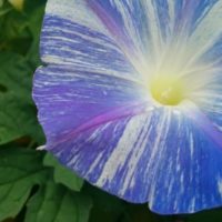 時間によって花色が変わる!?　絞りやグラデーションが美しい朝顔を愛でようの画像