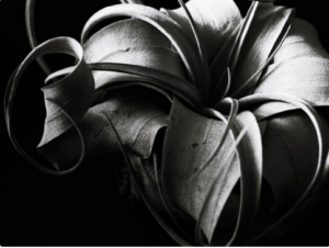 色のない世界でも 植物は生き生きと美しい Greensnapで出合ったモノクロ写真9選 Greensnap グリーンスナップ