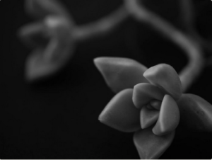 色のない世界でも 植物は生き生きと美しい Greensnapで出合ったモノクロ写真9選 Greensnap グリーンスナップ