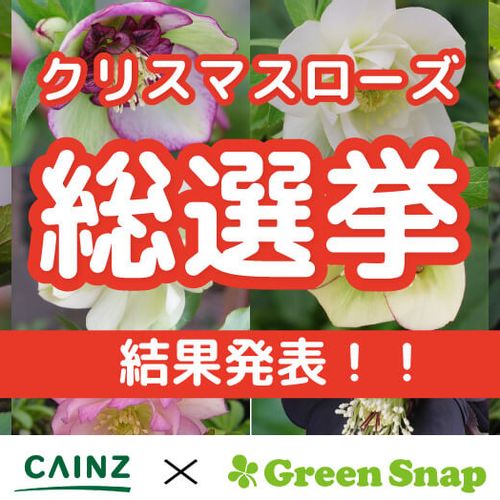 結果発表 Cainz Greensnapの総選挙シリーズの第8弾 クリスマスローズ総選挙 Greensnap グリーンスナップ