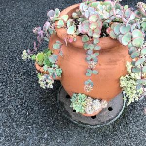 多肉のいろいろミックスもいいけど、一種類をモリモリ育てるのが面白い