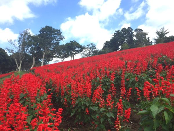 秋空に一面真っ赤な花畑 サルビアが満開のマザー牧場に行ってきました Greensnap グリーンスナップ