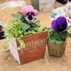 華やかに彩れる！フマキラー「ボニータ」の鉢DIY×寄せ植え<ワークショップレポート>の画像