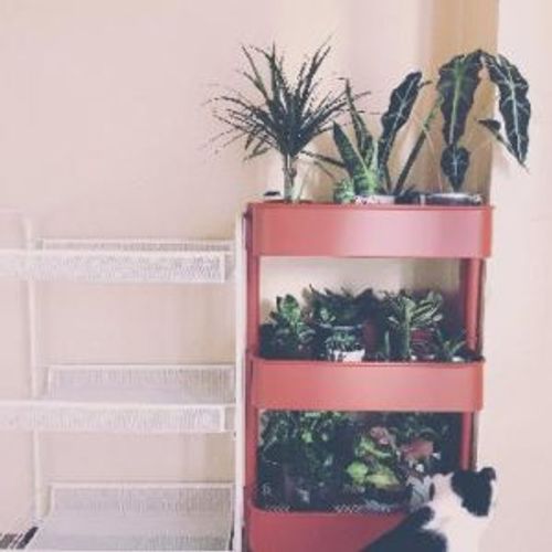 手頃でオシャレ Ikeaのワゴンが植物棚に使えるってホント Greensnap グリーンスナップ