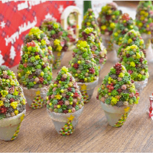 多肉で楽しむクリスマスを！華やかにツリーやリースを寄せ植えよう