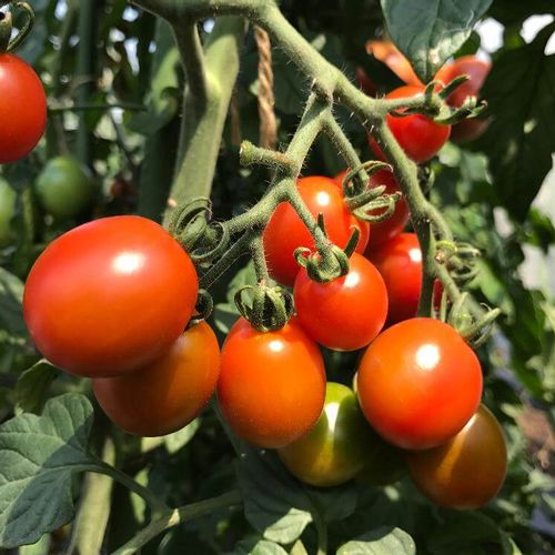 人気の野菜を育てたい トマトをおいしく栽培する３つのアイテムが新登場 Pr Greensnap グリーンスナップ