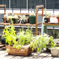 夏のベランダガーデニング！直射日光は枯れる？植木鉢の対策は？の画像