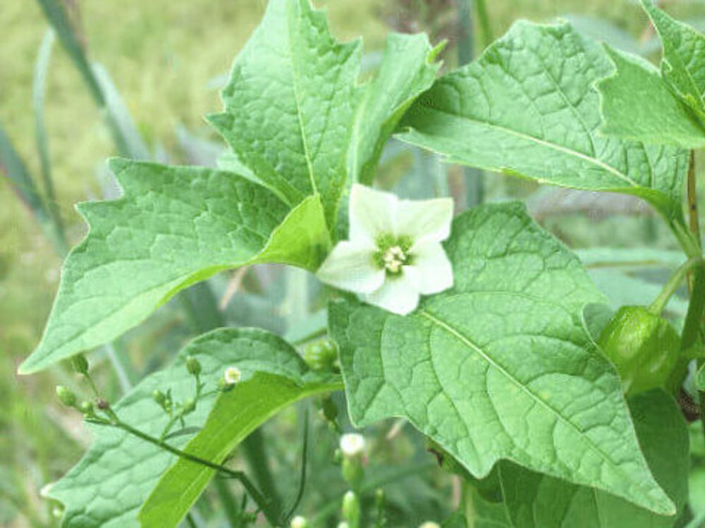 ほおずき(鬼灯)　葉