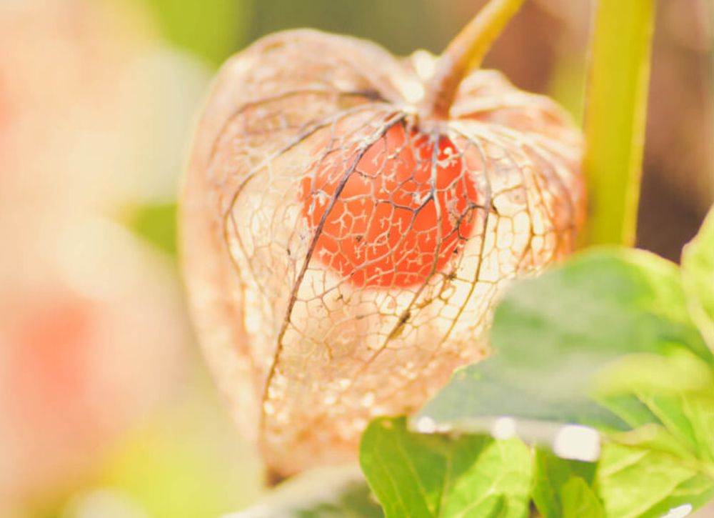 ほおずき(鬼灯)　赤い実