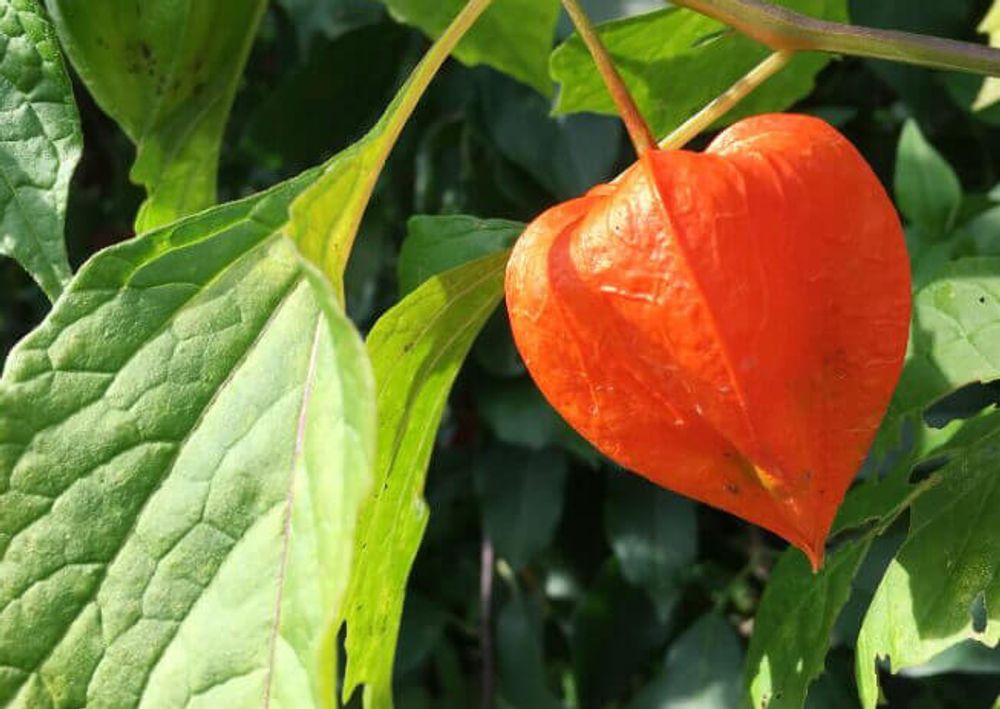 ほおずき(鬼灯)　赤い実　葉