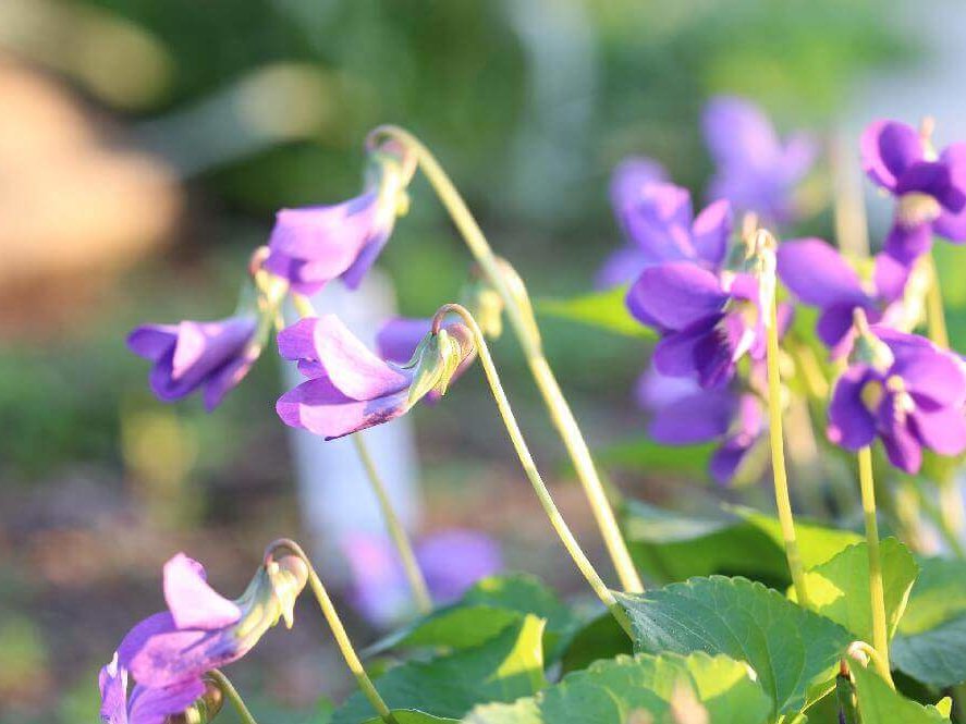 スミレ　紫色の花