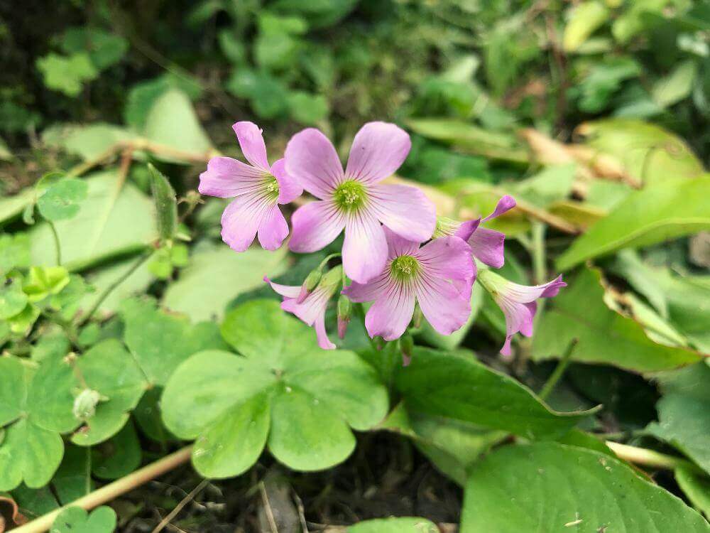 スミレ　ピンク色の花