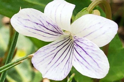 スミレの育て方 種まきや植え替えの時期 増やし方は Greensnap グリーンスナップ