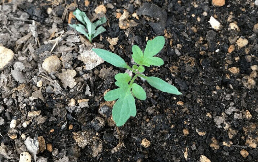 スミレ　株　葉