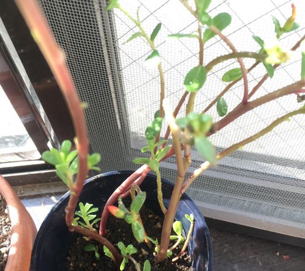 ポーチュラカ　鉢植え　窓際