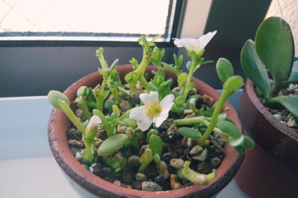 ポーチュラカ　鉢植え　窓際