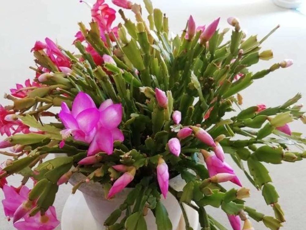 シャコバサボテン　ピンク色の花
