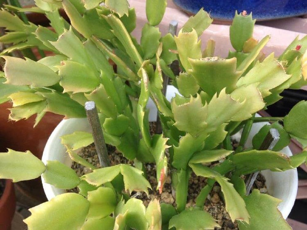 シャコバサボテン　鉢植え　葉