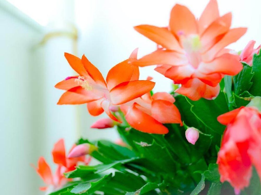 シャコバサボテン