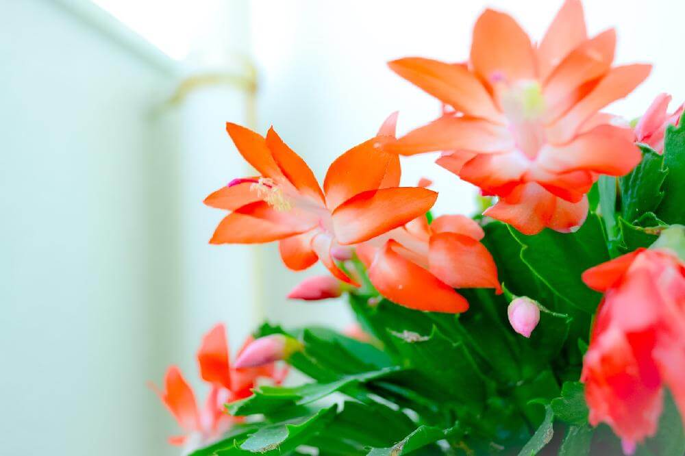 シャコバサボテンの花言葉 意味や由来は 種類や品種 花の特徴は Greensnap グリーンスナップ