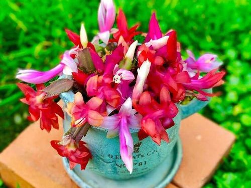 シャコバサボテンの育て方 植え替えの土はどれ 剪定や挿し芽での増やし方は Greensnap グリーンスナップ