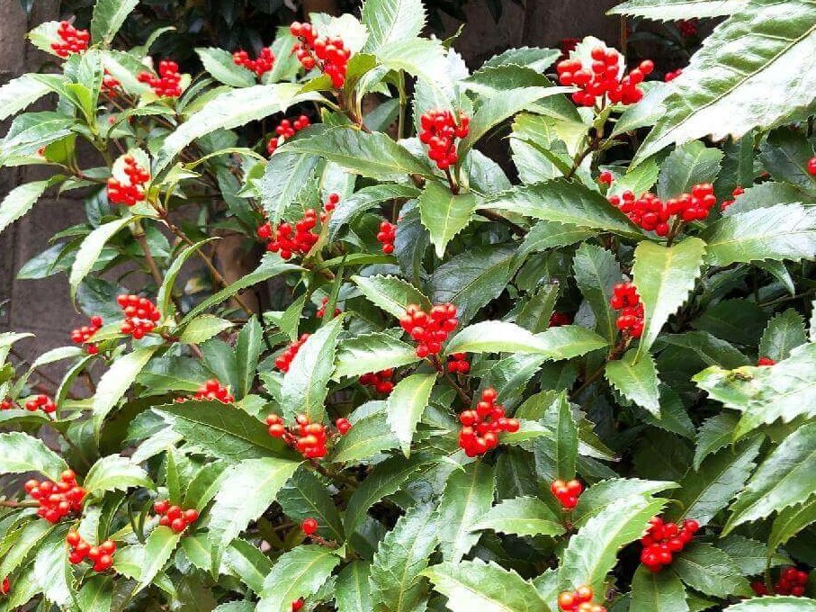 お正月に飾りたい植物15選 アレンジメントをお正月らしくするコツは Greensnap グリーンスナップ