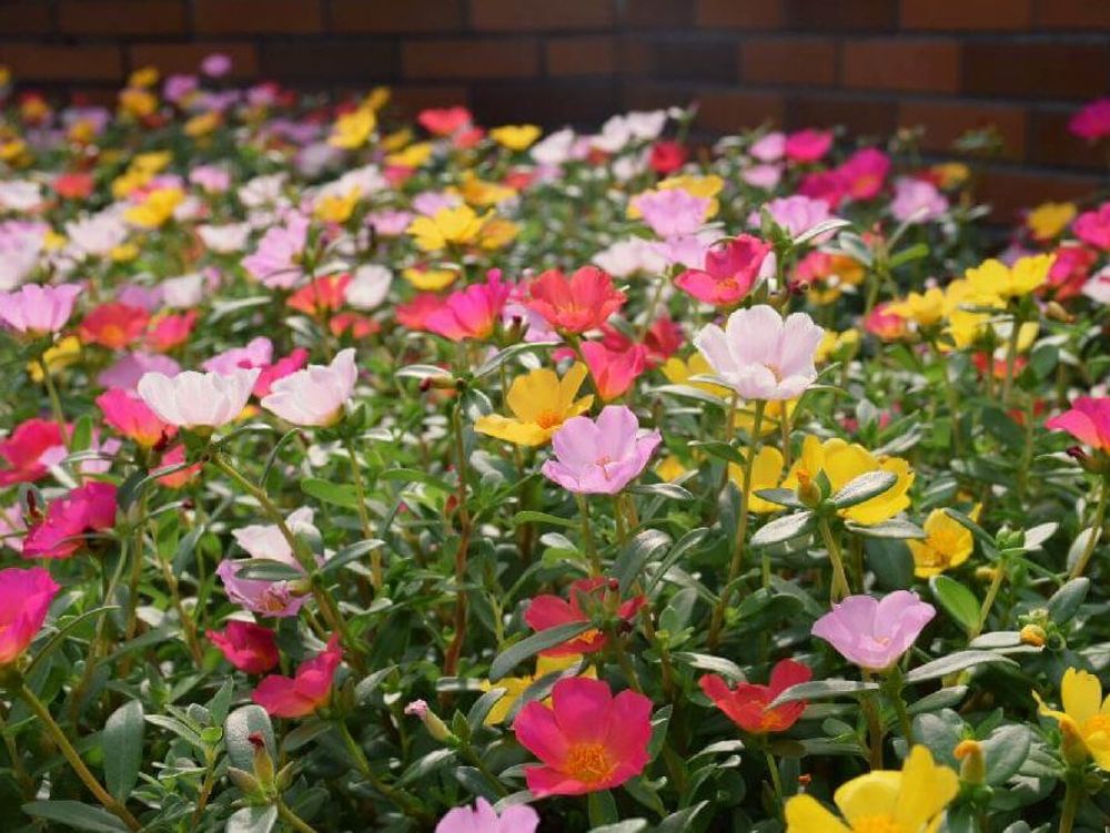 ポーチュラカ　花畑　カラフル