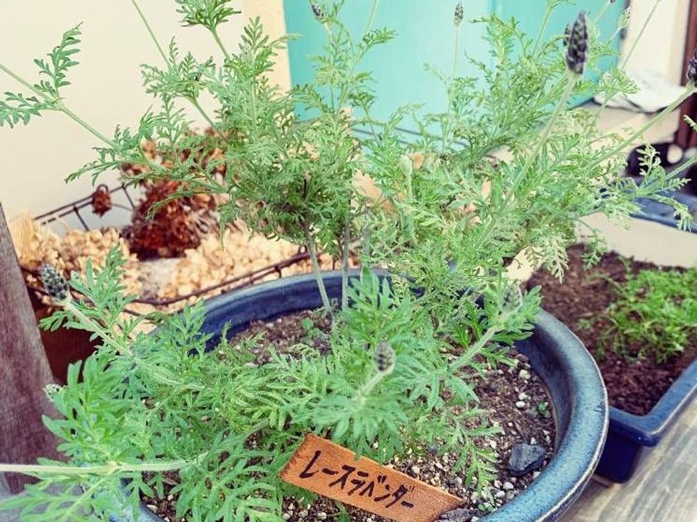 レースラベンダー　鉢植え　株