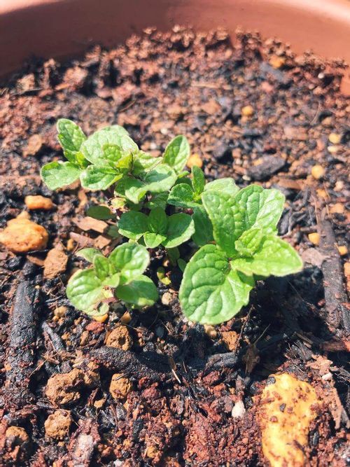 スペアミントの育て方 苗の植え付けや種まき 収穫の時期は Greensnap グリーンスナップ