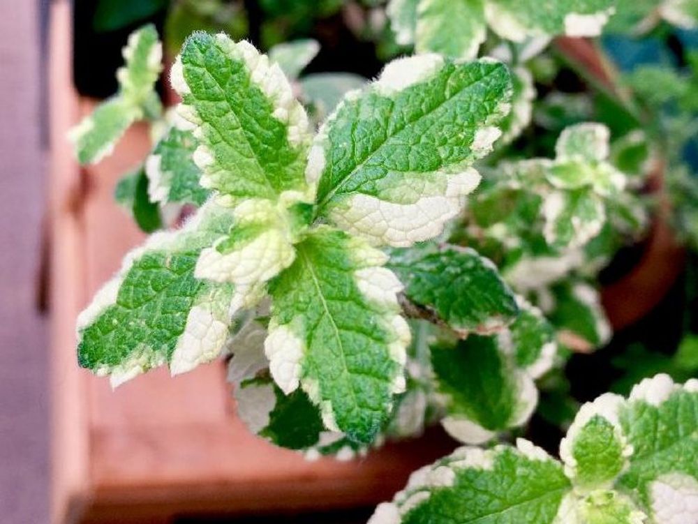 パイナップルミント　葉