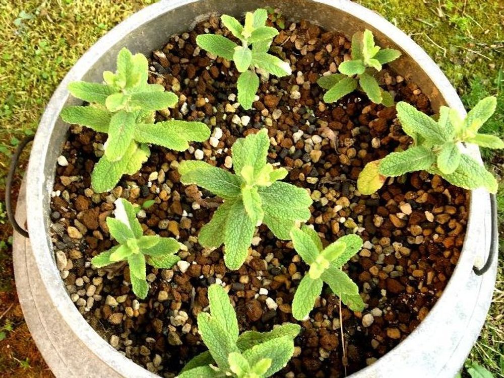 パイナップルミント　鉢植え