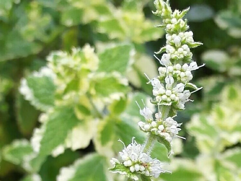 パイナップルミント　株