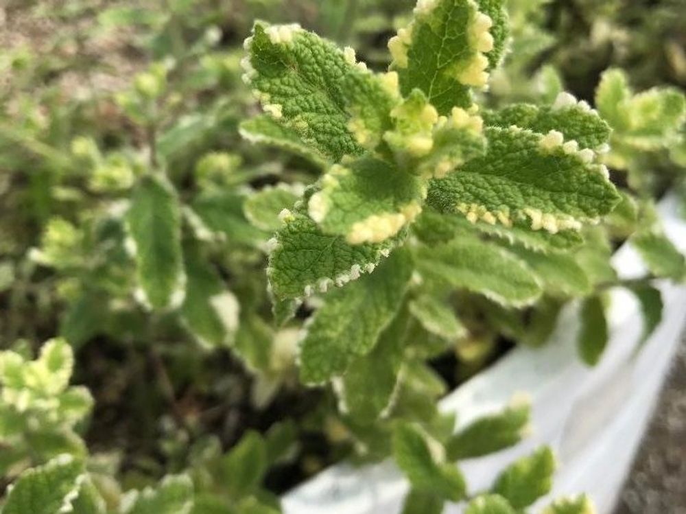 パイナップルミント　鉢植え