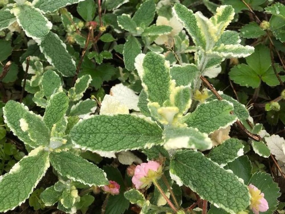 パイナップルミント　葉