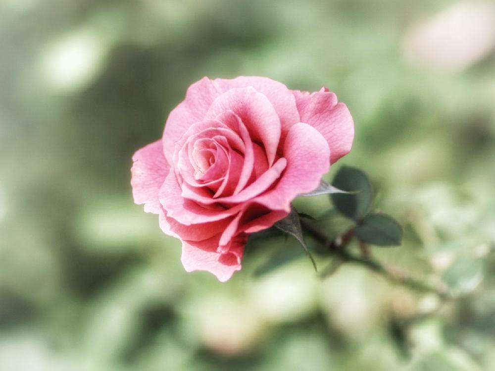 結果発表】CAINZ☓GreenSnapの総選挙シリーズの第5弾『バラ総選挙