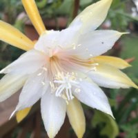 月下美人(ゲッカビジン)の育て方｜季節別の水やり加減や花が咲く時期は？の画像
