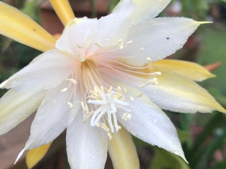 月下美人(ゲッカビジン)の育て方｜水やりのコツ、植え替え時期は？花の寿命は？｜🍀GreenSnap（グリーンスナップ）