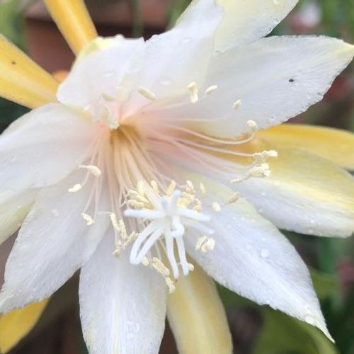 月下美人 ゲッカビジン の育て方 水やりのコツ 植え替え時期は 花の寿命は Greensnap グリーンスナップ