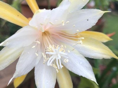 11月の誕生花 日別の花一覧と花言葉は 11月生まれの人に贈ろう Greensnap グリーンスナップ