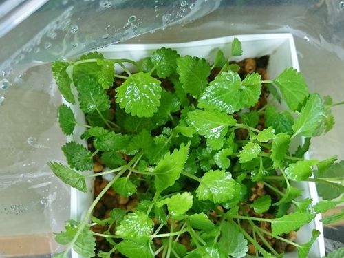 レモンバームの育て方 種まきや挿し木の方法は 摘み方のコツは Greensnap グリーンスナップ レモンバームの育て方 種まきや挿し木の方法は 摘み方のコツは Greensnap グリーンスナップ