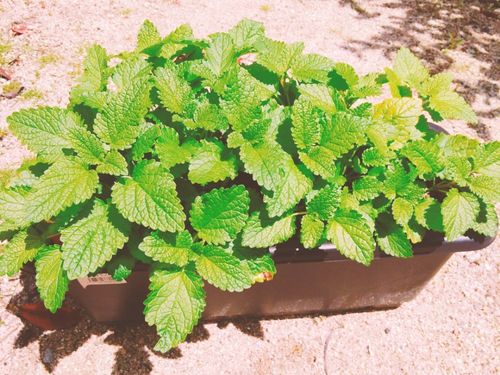 レモンバームの育て方 種まきや挿し木の方法は 摘み方のコツは Greensnap グリーンスナップ レモンバームの育て方 種まきや挿し木の方法は 摘み方のコツは Greensnap グリーンスナップ