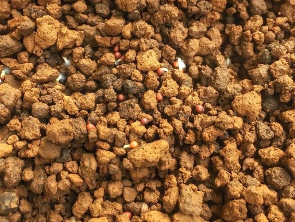 パセリ　用土　種