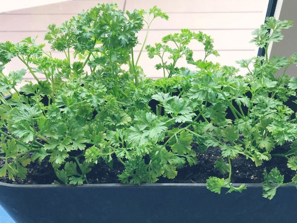 パセリ　プランター　葉