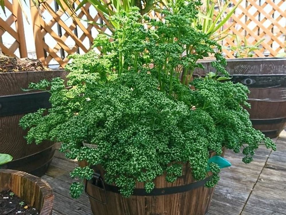 パセリ　鉢植え　株